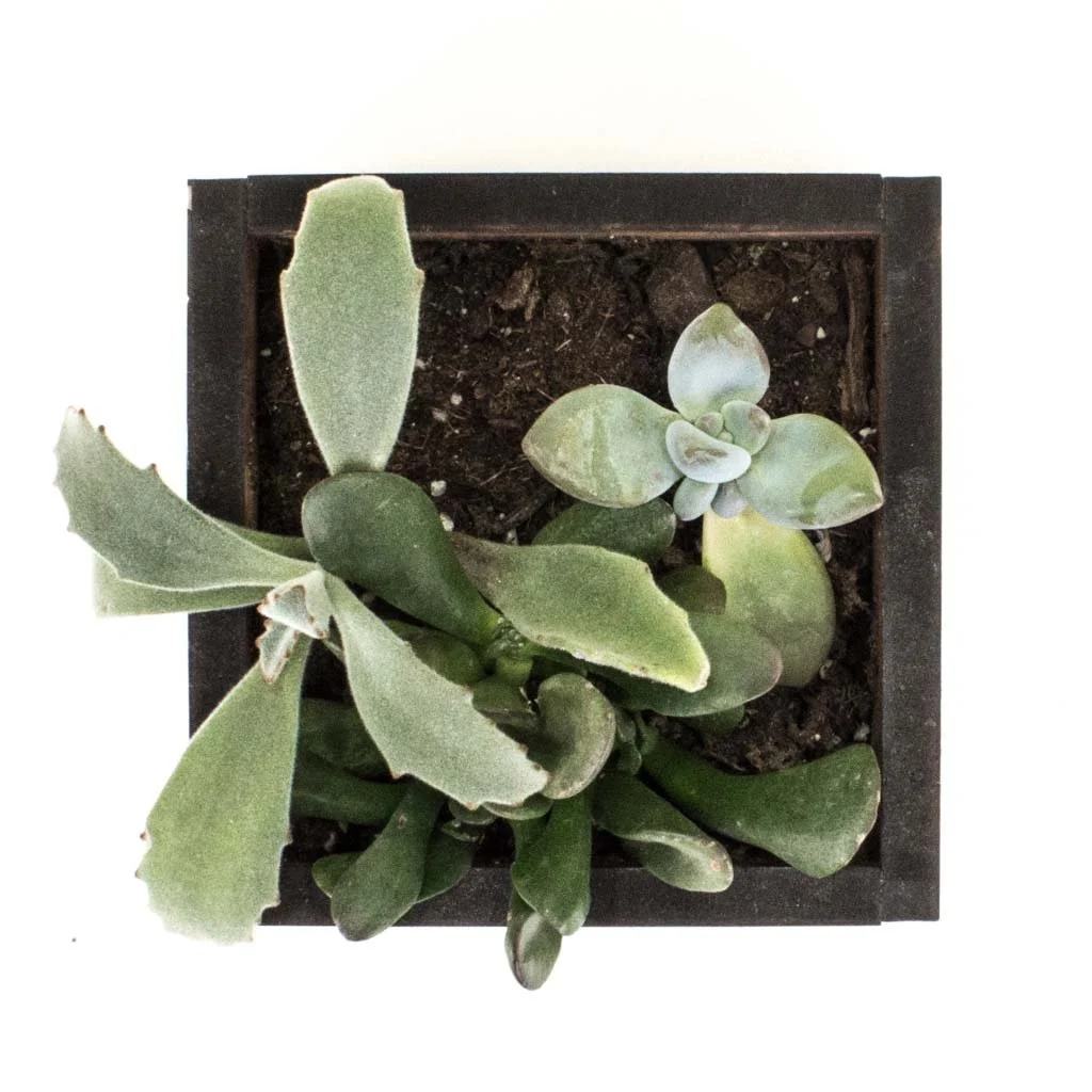 Square Desktop Planter - Image 5