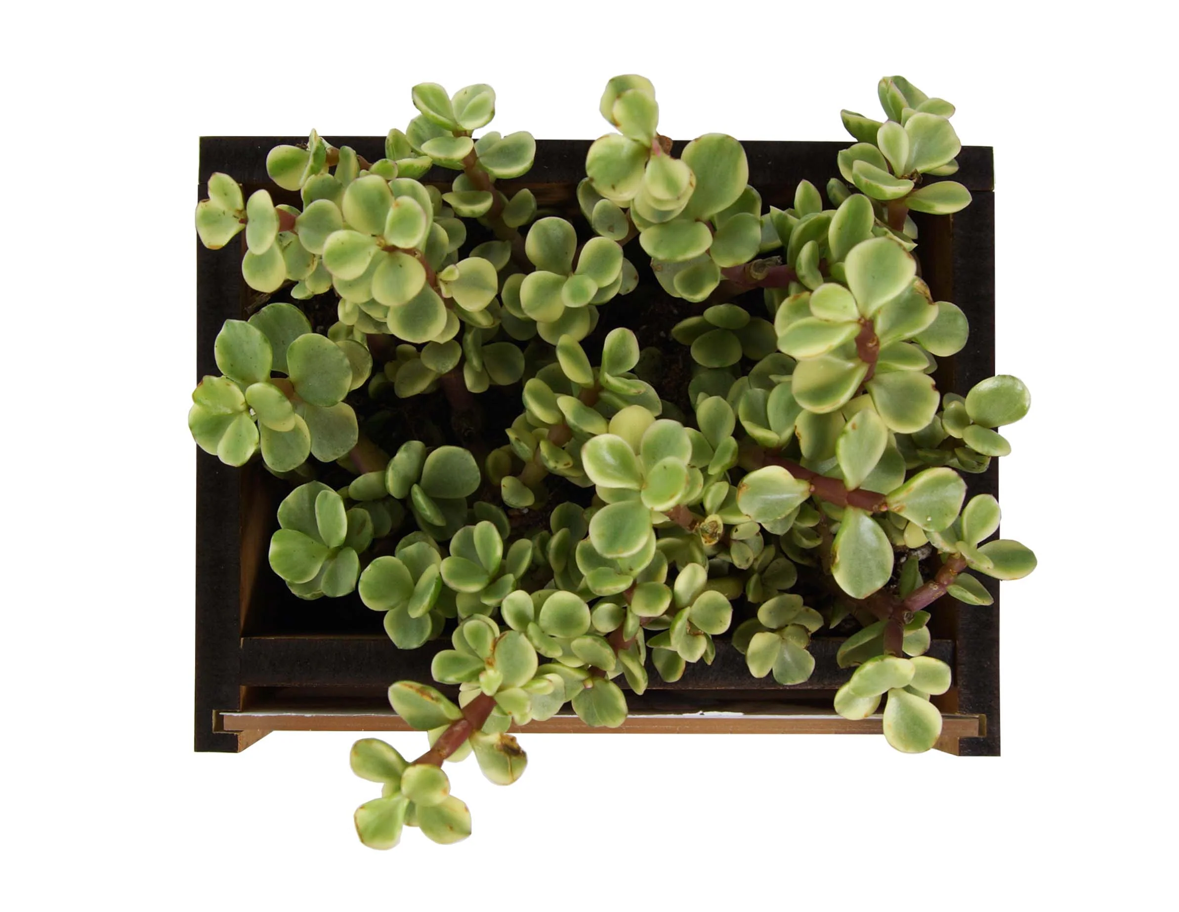 Rectangle Picture Frame Desktop Planter - Image 3